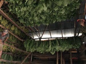 Two people stand beside racks of large green leaves drying inside a rustic wooden structure with a metal roof, featured in Scenic & Cultivated. | Cubaecology