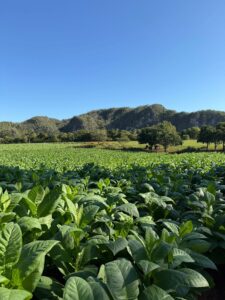 Scenic & Cultivated features green crops growing in neat rows under a clear blue sky, with hills and scattered trees in the background. | Cubaecology
