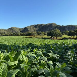 Scenic & Cultivated features green crops growing in neat rows under a clear blue sky, with hills and scattered trees in the background. | Cubaecology