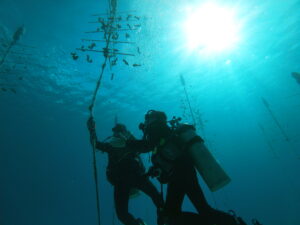 Two scuba divers work underwater near vertical Blue Hope coral nursery structures as sunlight streams down from the surface above. | Cubaecology