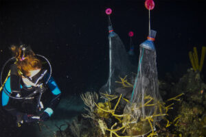 A scuba diver observes coral inside Blue Hope mesh enclosures attached to plastic bottles, set up underwater for marine research at night. | Cubaecology