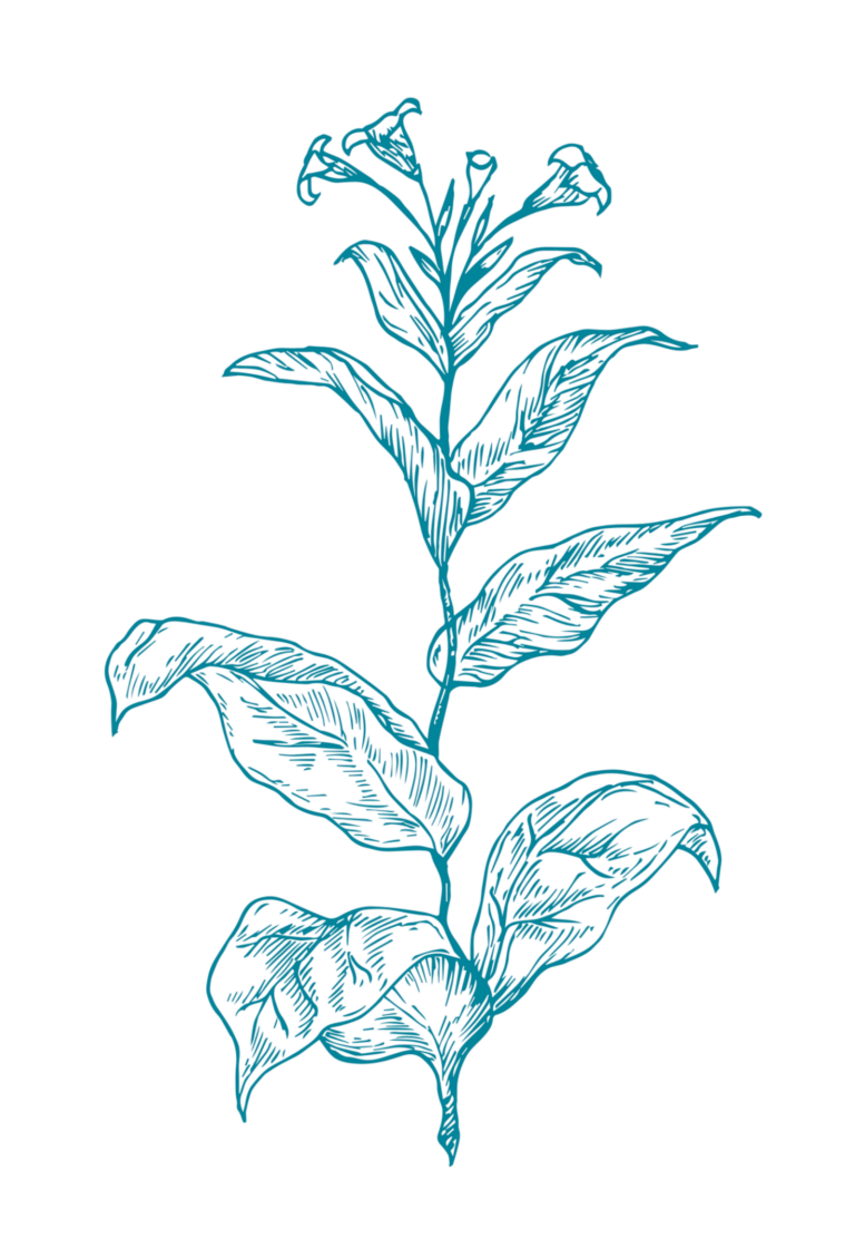 Line drawing of a flowering plant with several large leaves and small trumpet-shaped flowers at the top, next to a partial drawing of a leaf on the right. | Cubaecology